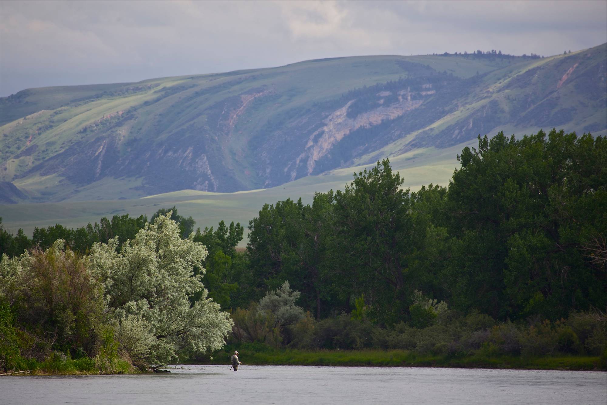 Angler on the Bighorn River