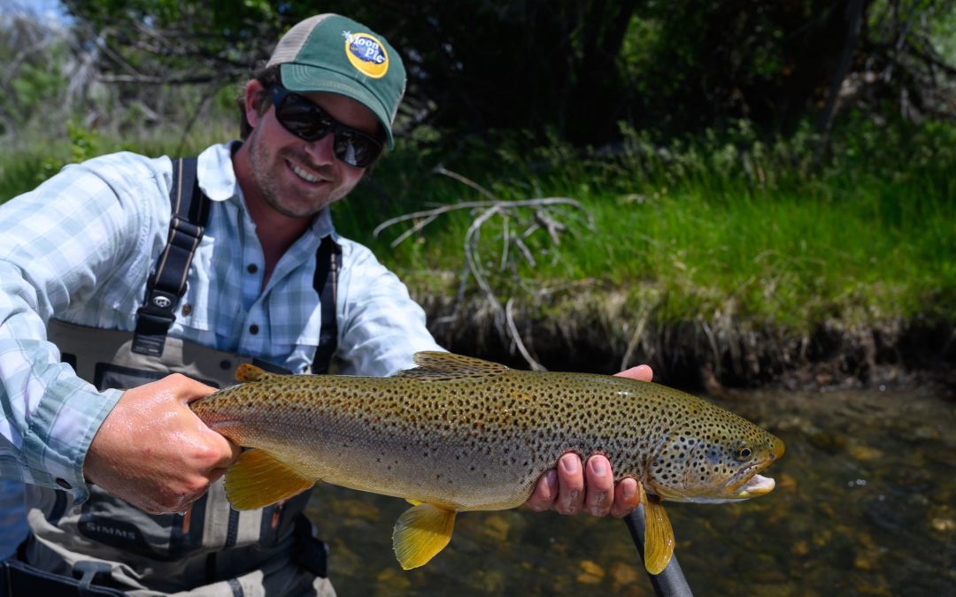 Guide with a beautiful brown trout on the spring creek