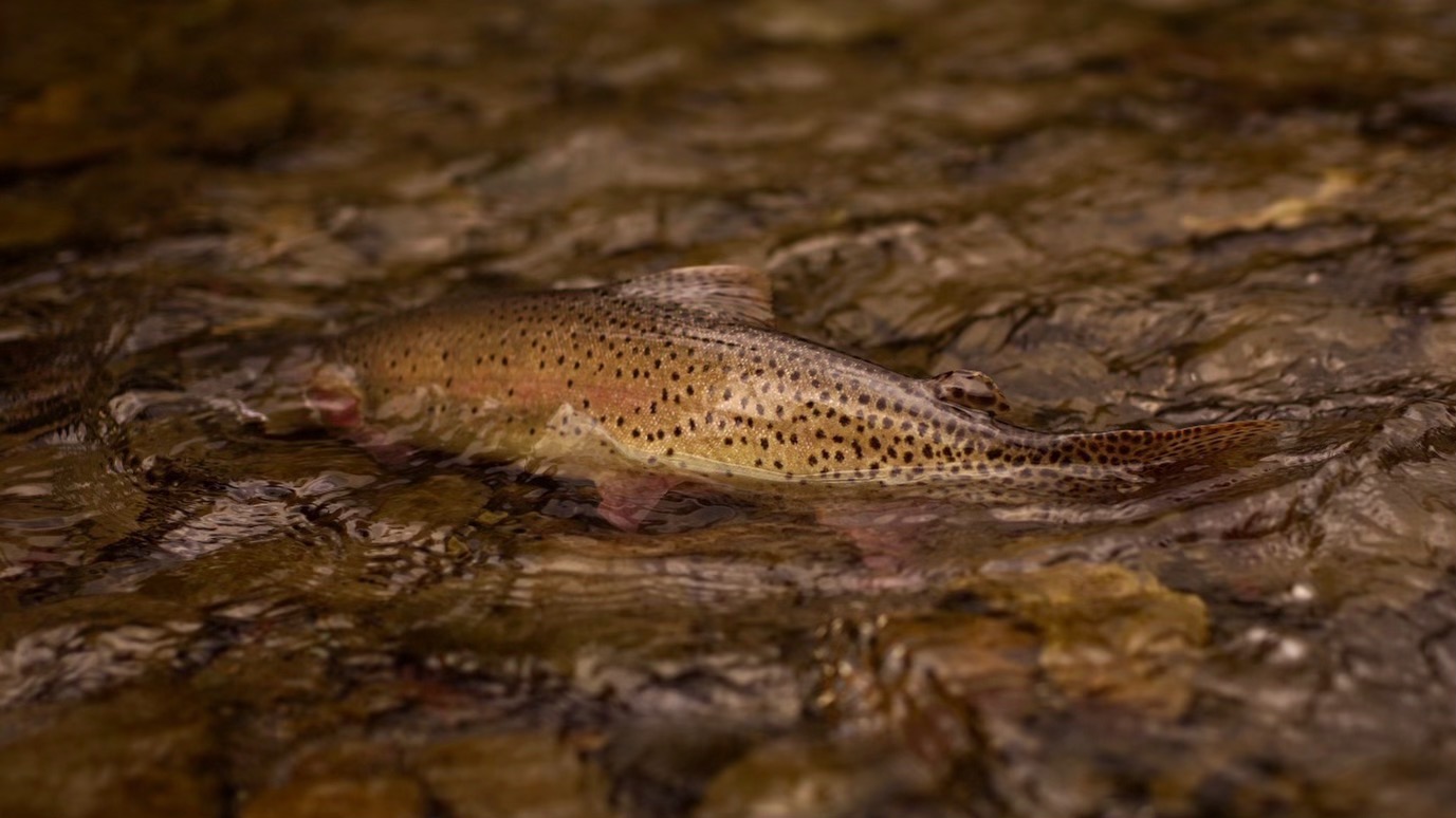 Brown trout in a crystal-clear private stream